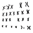 Karyotype_Render_3.png Human Karyotype - Male and Female