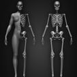 Female-Human-Skeleton-3D-Model-sculpted-by-Yacine-BRINIS-010.jpg Highly Detailed Human Skeleton (Female)