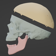 10.png 3D Model of Skull, Skull Cap and Mandible