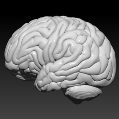 Brain.png Human Brain Structure ( Educational Prints )