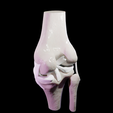 knee1.png Knee Anatomy