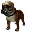 09.jpg DOWNLOAD BULLDOG 3d model - animated for - MAYA - BLENDER 3 - 3DS MAX - UNITY - UNREAL - CINEMA 4D - 3D printing  DINOSAUR CANINR LABRADOR RAPTOR PREDATOR PE HUNTER PLUSH PET HOUSE HOME GARDEN PROTECTOR PET MAN BOY CHILDREN RAPTOR