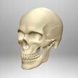 Skull-articulated12.jpg Skull articulated
