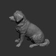 miniature-australian-shepherd11.jpg Miniature australian shepherd 3D print model