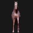 09.jpg Thoroughbred Horse model 3D print model
