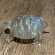 turtle3.jpg Lifelike Baby Turtle