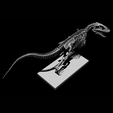 1000045178.png Carcharodontosaurus Skeleton