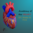1.png Heart Anatomy For Education