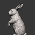 rabbit10.jpg Rabbit 3D print model