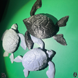 Turtle05.png TORTUE ARTICULÉE - Articulated Sea Turtle
