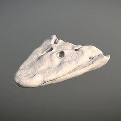 tiktaalikfoto.jpg OBJ file Tiktaalik Skull - Missing Link・3D printable model to download, Think3dprint