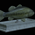 Bass-statue-13.png fish Largemouth Bass / Micropterus salmoides statue detailed texture for 3d printing