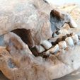 IMG_20210717_092410.jpg Homo heidelbergensis Skull