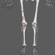 limbs-with-girdle-bones-name-parts-text-labelled-3d-model-af21c8cdd4.jpg Limbs With Girdle bones name parts text labelled 3D model