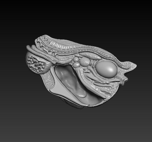 WhatsApp-Image-2024-10-19-at-14.07.22.jpeg Анатомия курицы