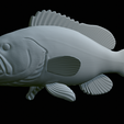 White-grouper-open-mouth-statue-71.png fish white grouper / Epinephelus aeneus open mouth statue detailed texture for 3d printing