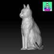 CatV2pic2petshop.jpg Cat V 2