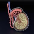 testis-anatomy-histology-3d-model-blend-63.jpg testis anatomy histology 3D model