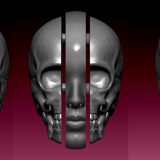 variations.jpg Anatomie