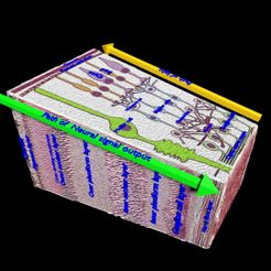 file-9.jpg 3D model Retinal layers detail microscopic and schematic
