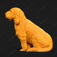 1042-Basset_Griffon_Vendeen_Petit_Pose_05.jpg Basset Griffon Vendeen Petit Dog 3D Print Model Pose 05