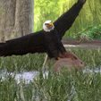 0_00018.png Eagle Eagle - DOWNLOAD Eagle 3d Model - Animated for Blender-Fbx-Unity-Maya-Unreal-C4d-3ds Max - 3D Printing Eagle Eagle BIRD - DINOSAUR - POKÉMON - PREDATOR - SKY - MONSTER