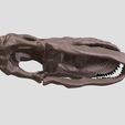 Patagotitan-crâne06.jpg Patagotitan skull in 3D