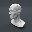 Facial-Anatomy_Main-Camera_001.png Anatomia dos músculos da cabeça 2.0
