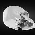 Screenshot-2022-05-31-at-21.13.21.png Perfect anatomic human skull model