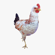 portada-0RANGE.png CHICKEN CHICKEN - DOWNLOAD CHICKEN 3d Model - animated for Blender-Fbx-Unity-Maya-Unreal-C4d-3ds Max - 3D Printing HEN hen, chicken, fowl, coward, sissy, funk- BIRD - POKÉMON - GARDEN