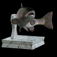 Rainbow-trout-trophy-5.png rainbow trout / Oncorhynchus mykiss fish in motion trophy statue detailed texture for 3d printing