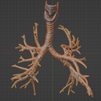 17.png 3D Model of the Lungs Airways