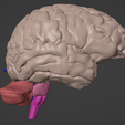 7.png 3D Brain Hemisphere and Brain Stem