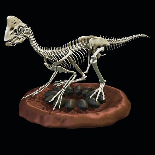 Oviraptor on its nest - Complete skeleton
