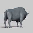 R05.jpg american bison pose 02
