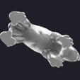 5.png Koala 3D MODEL