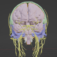 CRANIAL-NERVES-15.png 3D Cranial nerves & Facial Skull Model