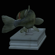 Bass-mouth-2-statue-4-10.png fish Largemouth Bass / Micropterus salmoides in motion open mouth statue detailed texture for 3d printing