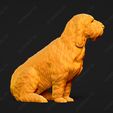 1046-Basset_Griffon_Vendeen_Petit_Pose_05.jpg Basset Griffon Vendeen Petit Dog 3D Print Model Pose 05