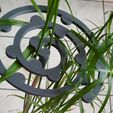 spirale-2.jpg Spiral support for papyrus plants or plants with long stems