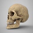 Skull-render-2.jpg Pete's skull with seperate jaw