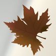 10.jpg plane tree leaf