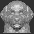 3.jpg Puppy of Bernese Mountain Dog head for 3D printing