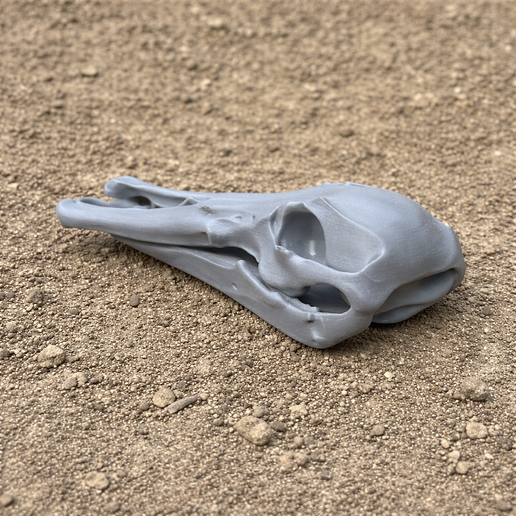 Platypelta Skull