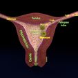 image-0072.jpg Fertilization stages of ovum