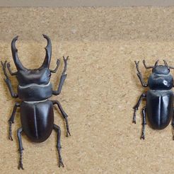 DSC05539c_-_32.jpg Free STL file Tiny stag beetle (Dorcus rectus)・3D printer model to download