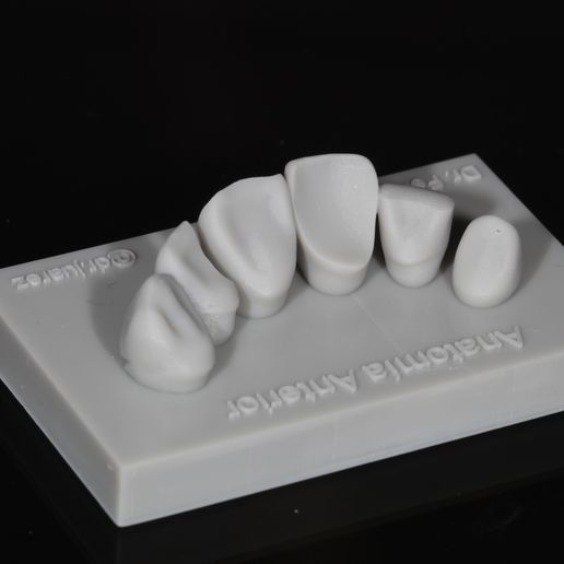Dental Model With Cavities For Resin Practice in Anteriors
