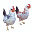 png.png CHICKEN CHICKEN - DOWNLOAD CHICKEN 3d Model - animated for Blender-Fbx-Unity-Maya-Unreal-C4d-3ds Max - 3D Printing HEN hen, chicken, fowl, coward, sissy, funk- BIRD - POKÉMON - GARDEN