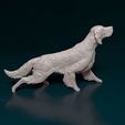 english-setter-on-the-hunt-02bz.jpg English Setter