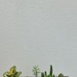 20230601_064513.jpg Decorative Planter